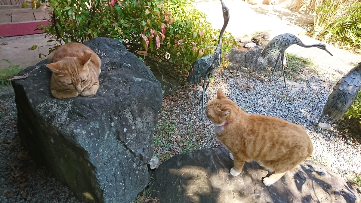 f:id:reonmanma:20191009141806j:plain f:id:reonmanma:20191009141806j:plain