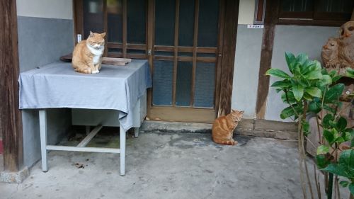 f:id:reonmanma:20191029192731j:plain f:id:reonmanma:20191029192731j:plain