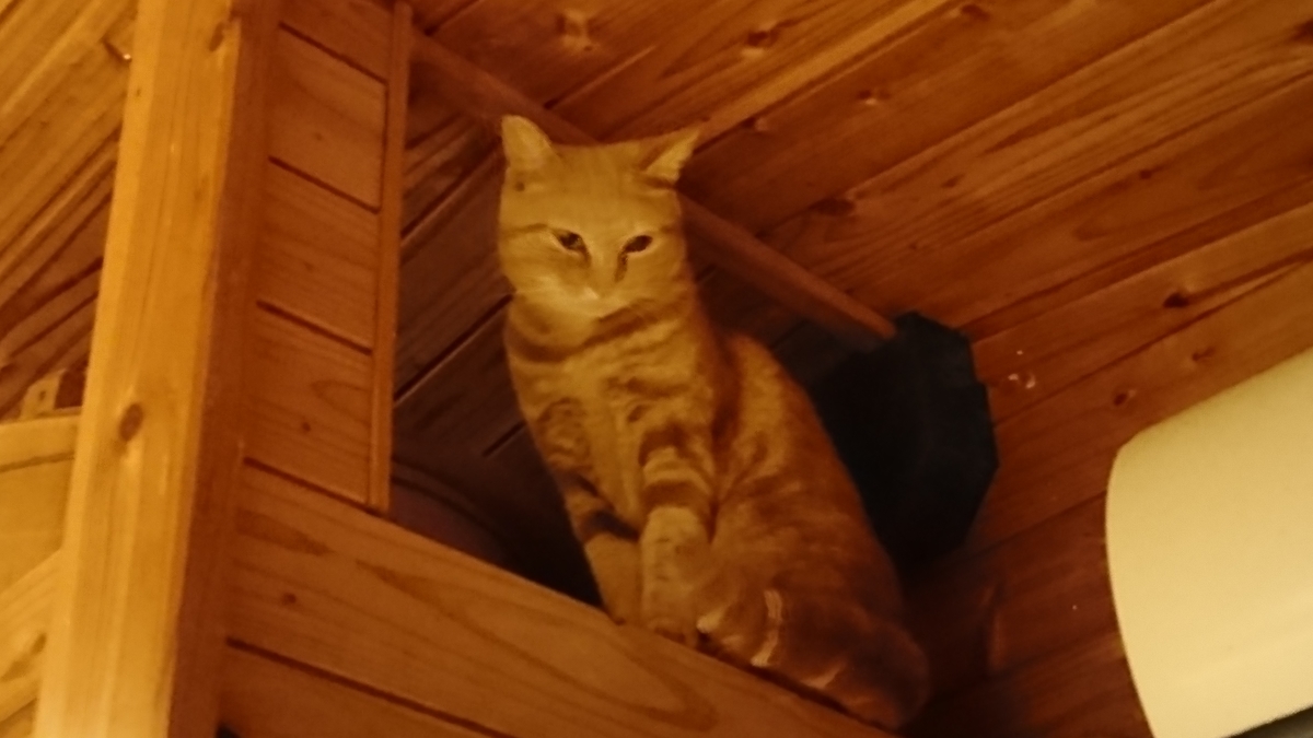 f:id:reonmanma:20191124163434j:plain f:id:reonmanma:20191124163434j:plain