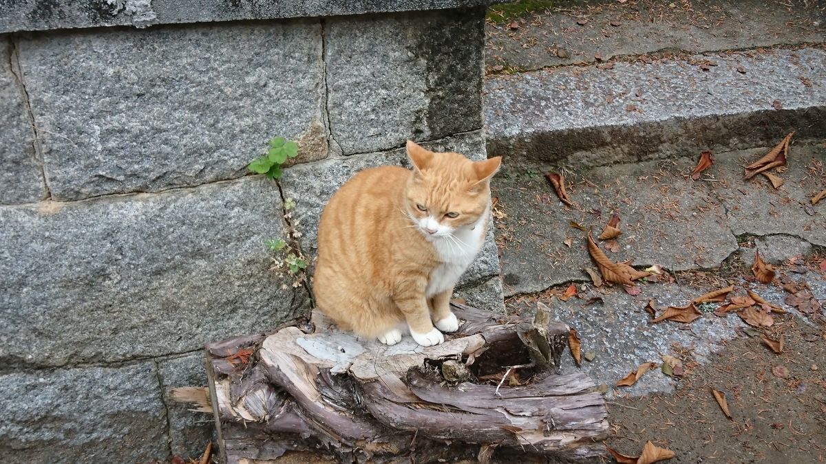 f:id:reonmanma:20191125153313j:plain f:id:reonmanma:20191125153313j:plain