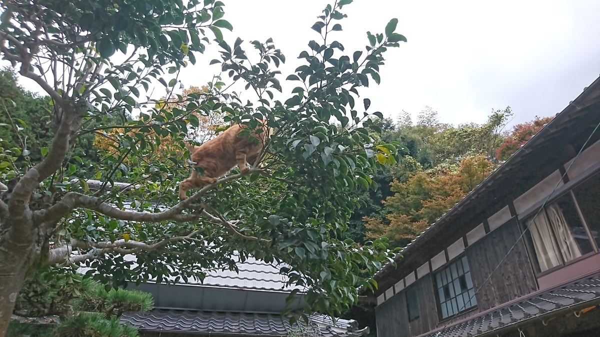 f:id:reonmanma:20191125161711j:plain f:id:reonmanma:20191125161711j:plain