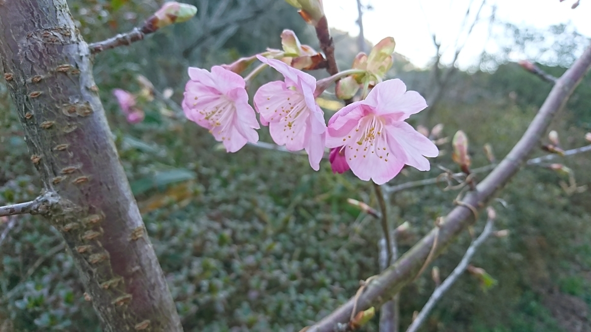 f:id:reonmanma:20200223162009j:plain f:id:reonmanma:20200223162009j:plain