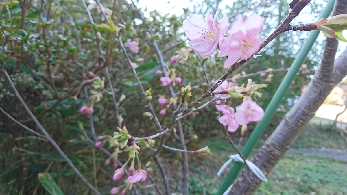 f:id:reonmanma:20200223162035j:plain f:id:reonmanma:20200223162035j:plain