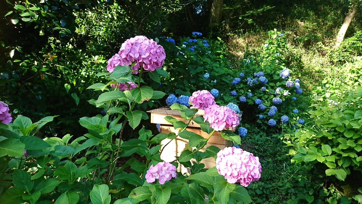 f:id:reonmanma:20200626173628j:plain f:id:reonmanma:20200626173628j:plain