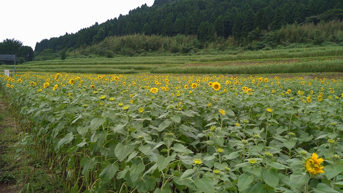 f:id:reonmanma:20200726110724j:plain f:id:reonmanma:20200726110724j:plain