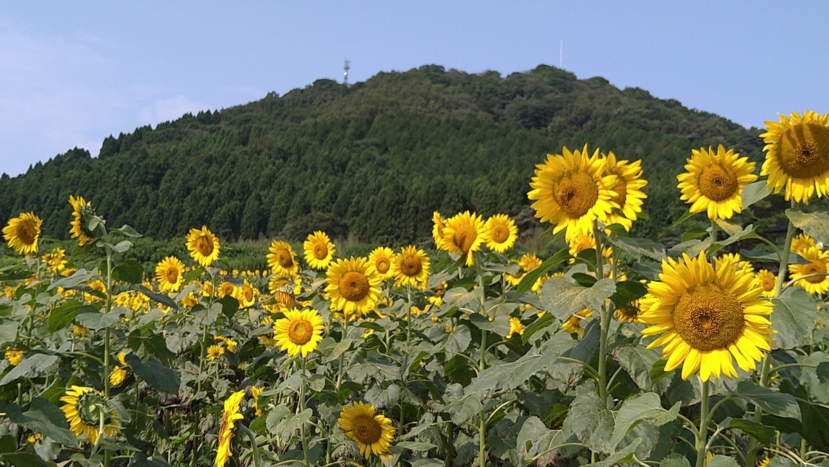 f:id:reonmanma:20200802091345j:plain f:id:reonmanma:20200802091345j:plain