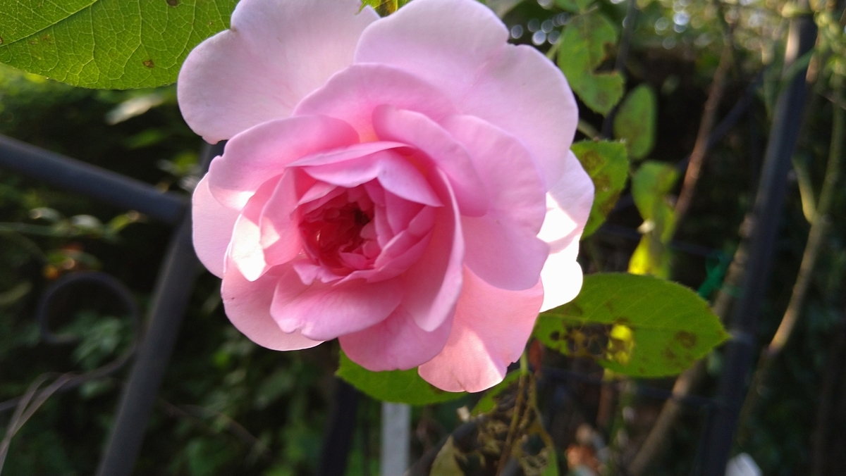 f:id:reonmanma:20200804174952j:plain f:id:reonmanma:20200804174952j:plain