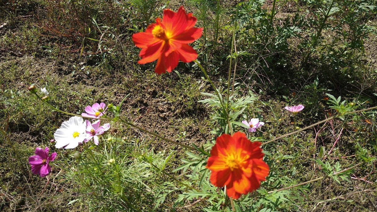 f:id:reonmanma:20200929113848j:plain f:id:reonmanma:20200929113848j:plain