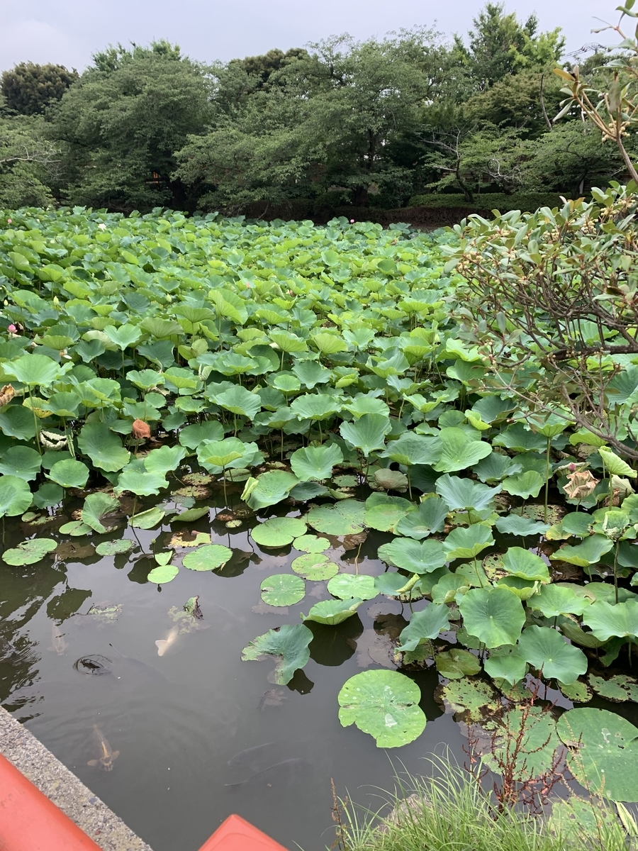 f:id:reononikki:20190706230806j:plain f:id:reononikki:20190706230806j:plain