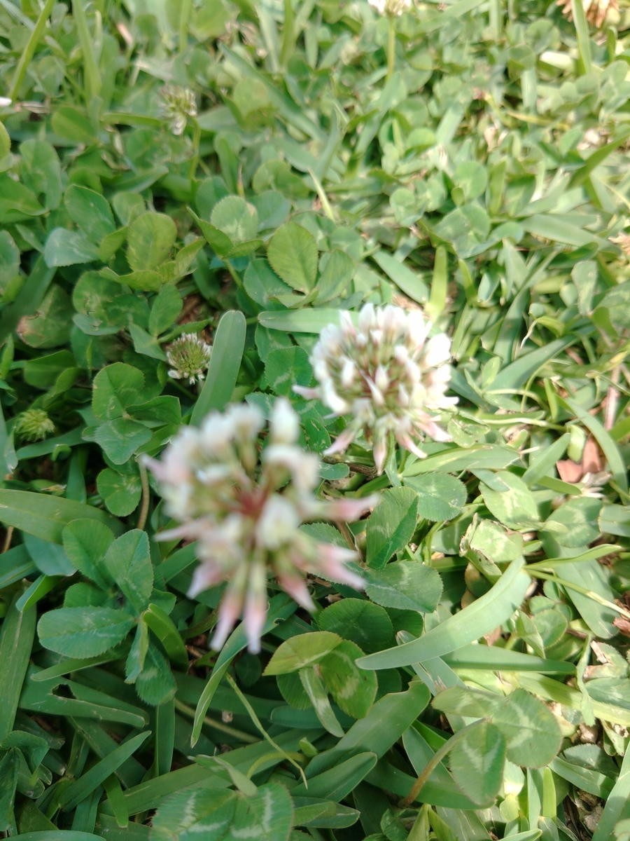 f:id:reopa16:20210423212919j:plain