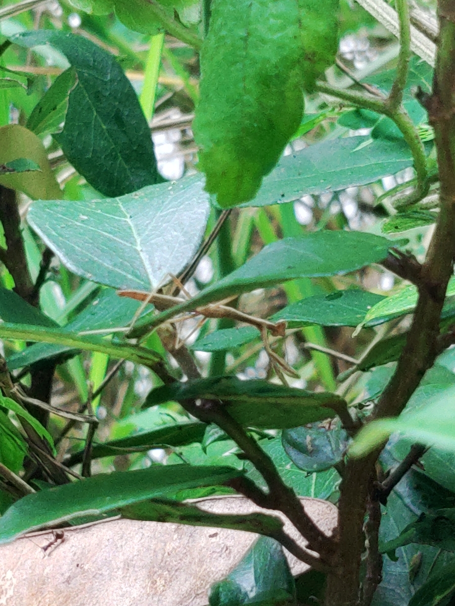 f:id:reopa16:20210424130230j:plain