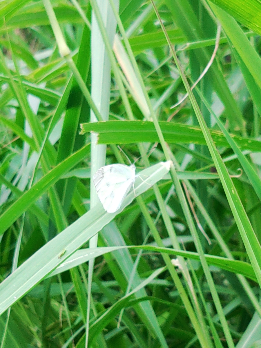 f:id:reopa16:20210424135650j:plain