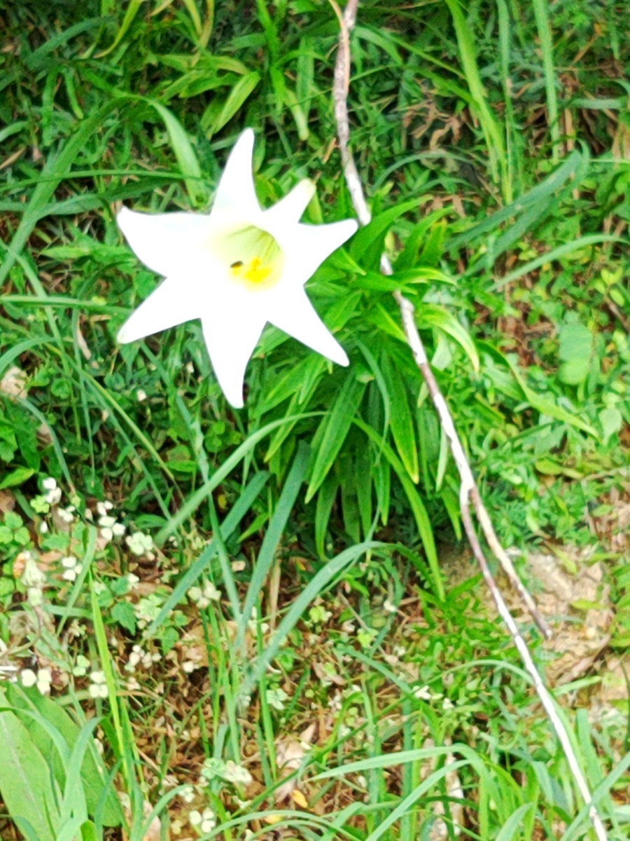 f:id:reopa16:20210424180246j:plain