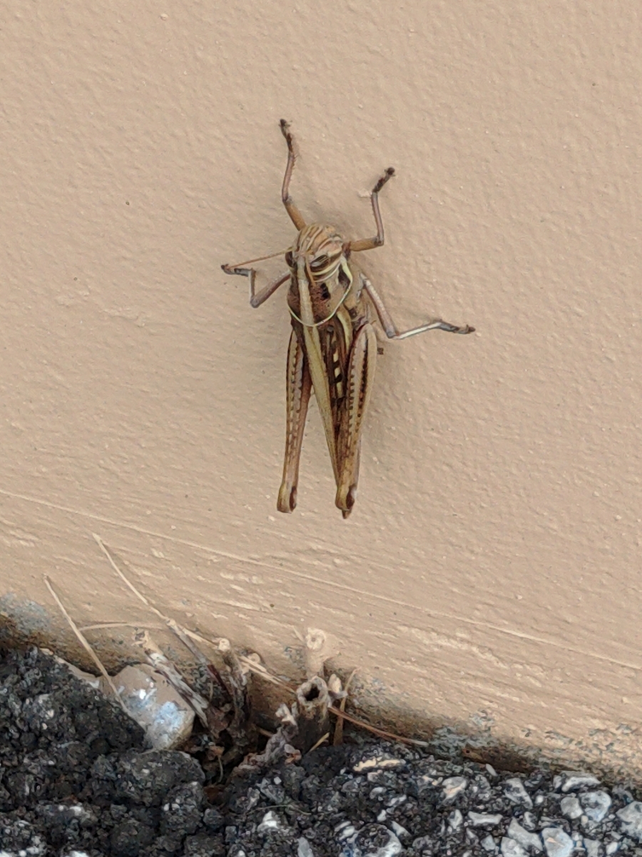 沖縄 自然ふれあい 健康生活日記