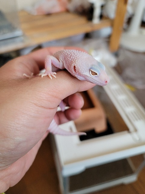 f:id:reptiles-happy:20230620111054j:image
