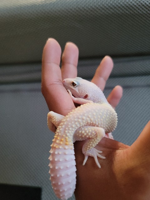f:id:reptiles-happy:20230620112058j:image