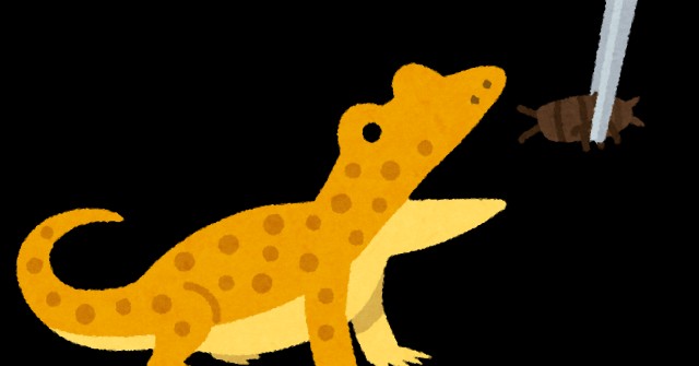 f:id:reptiles-happy:20230620112351j:image