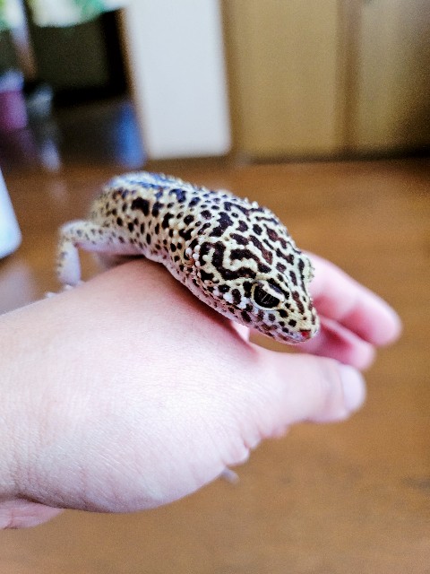 f:id:reptiles-happy:20230704153134j:image