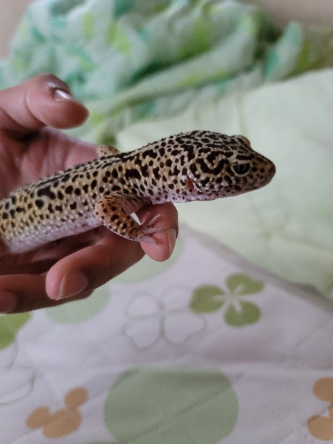 f:id:reptiles-happy:20230708121831j:image