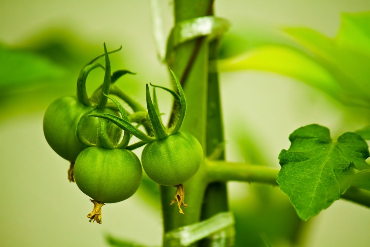野菜への肥料のやり方 適当に撒くのは危険 れれいれの部屋 野菜への肥料のやり方 適当に撒くのは危険 れれいれの部屋