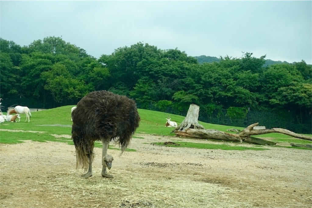 f:id:rerex:20191007135143j:image f:id:rerex:20191007135143j:image