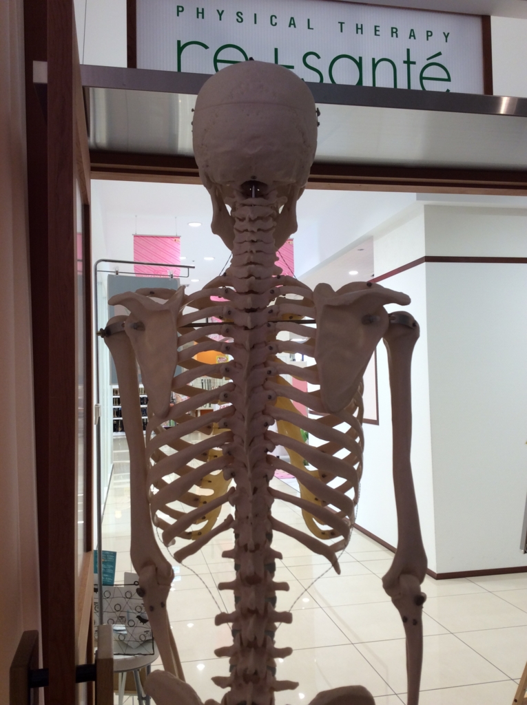 少しの違和感で骨の歪みが見つかります 横浜関内の整体ブログ