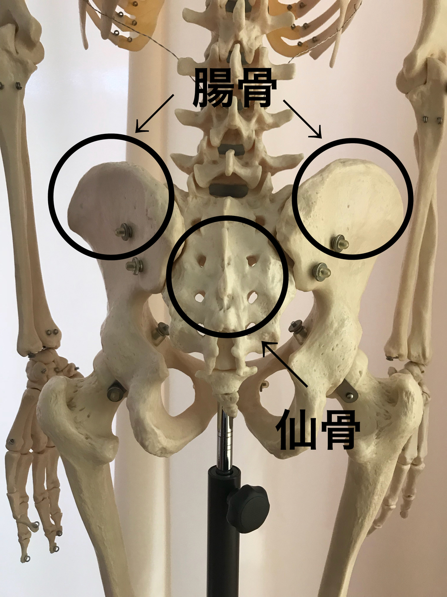 骨の歪み 紙一重でも痛みにつながる 横浜関内の整体ブログ