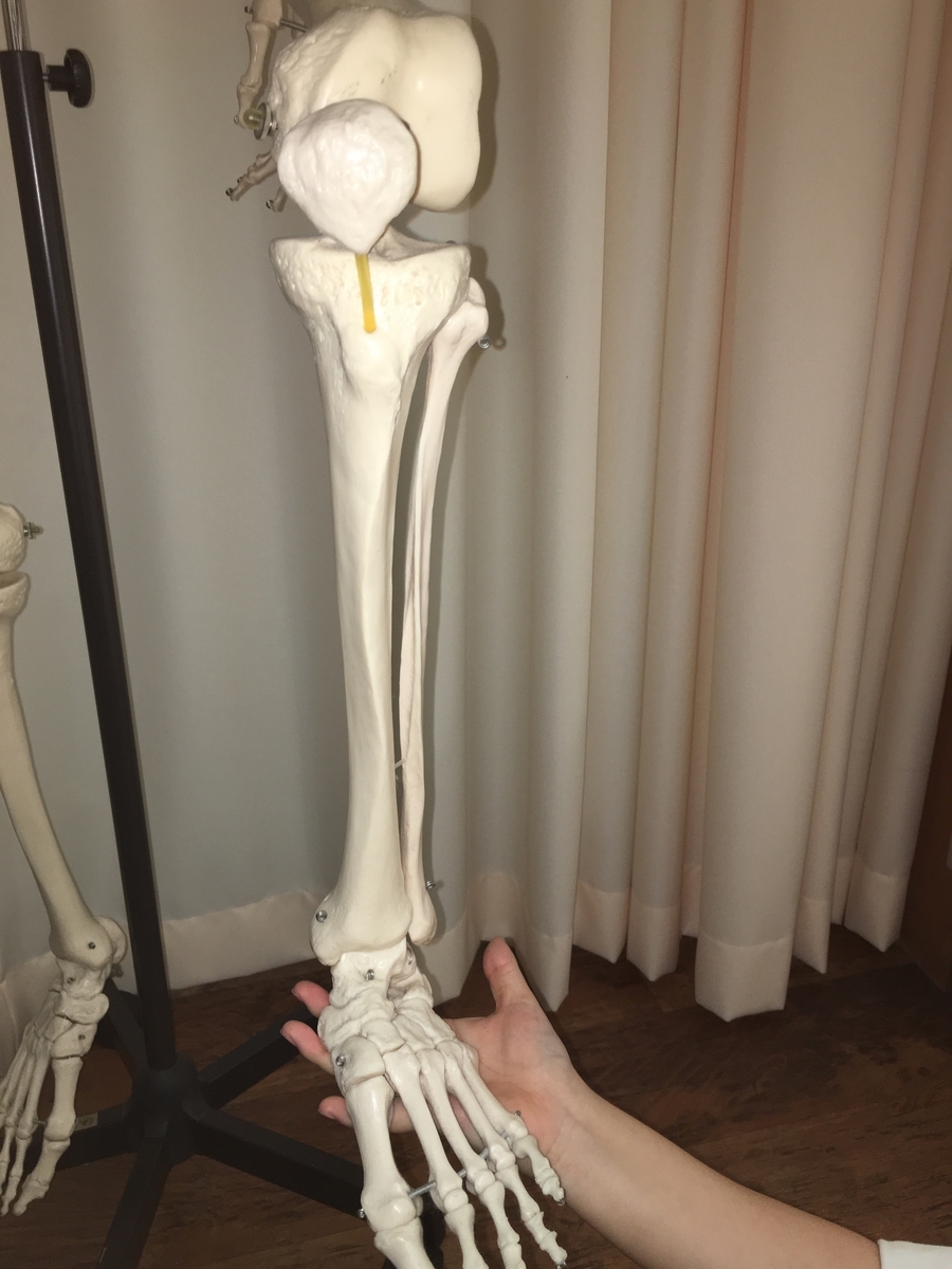 腓骨 踵骨 足首 骨の歪みを改善し血行促進 横浜関内の整体ブログ