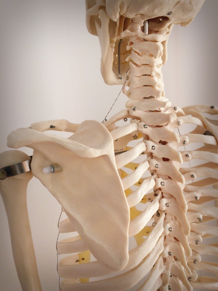 子供の姿勢改善 横浜関内の整体ブログ