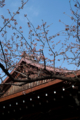 靖国神社の桜