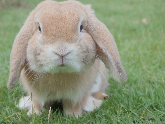 f:id:resisupo:20190510103958j:plain f:id:resisupo:20190510103958j:plain