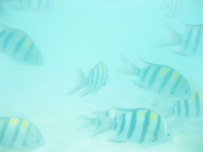 f:id:resoneko:20200318231336j:plain