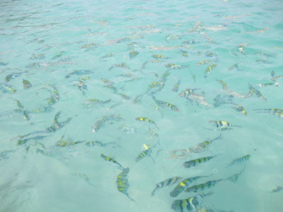 f:id:resoneko:20200318232258j:plain