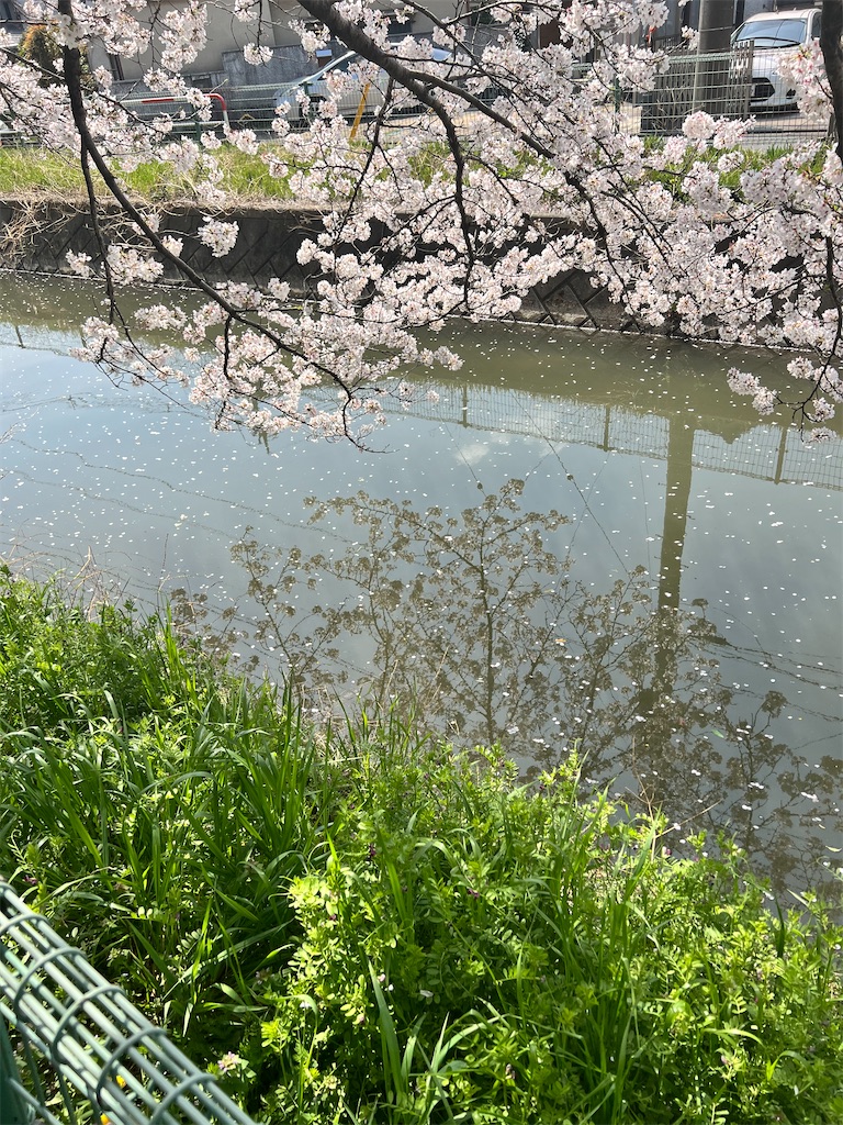 f:id:rest_of_life:20250405192736j:image