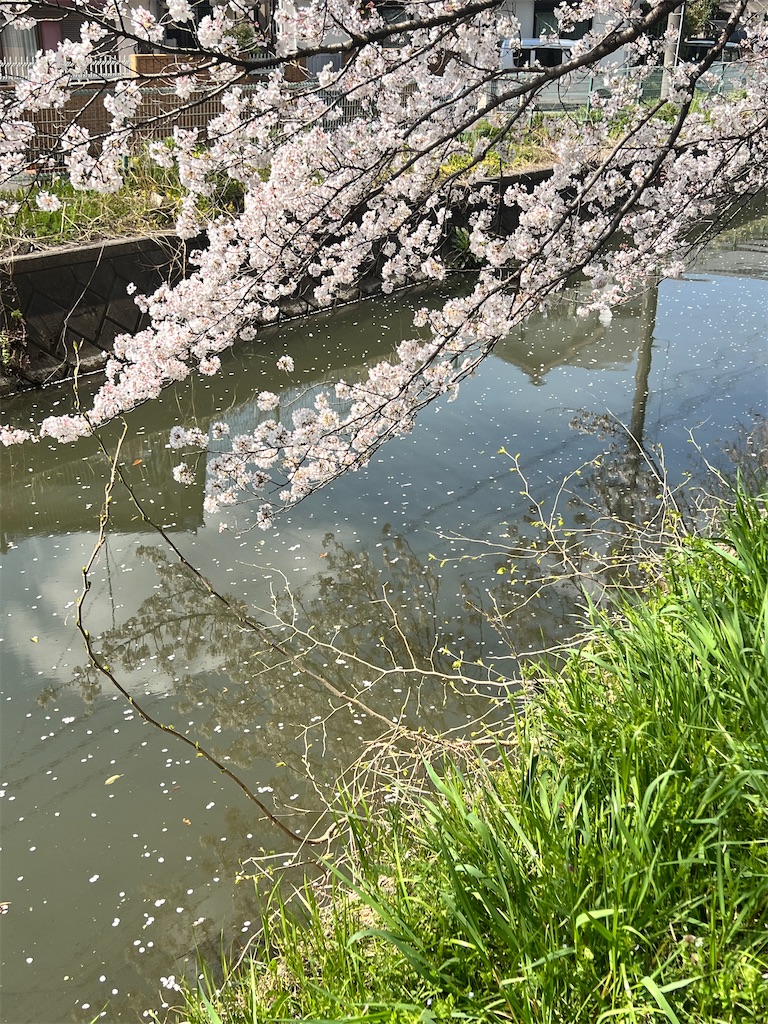 f:id:rest_of_life:20250405192743j:image