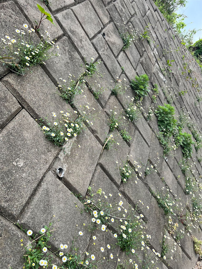 f:id:rest_of_life:20250424214555j:image