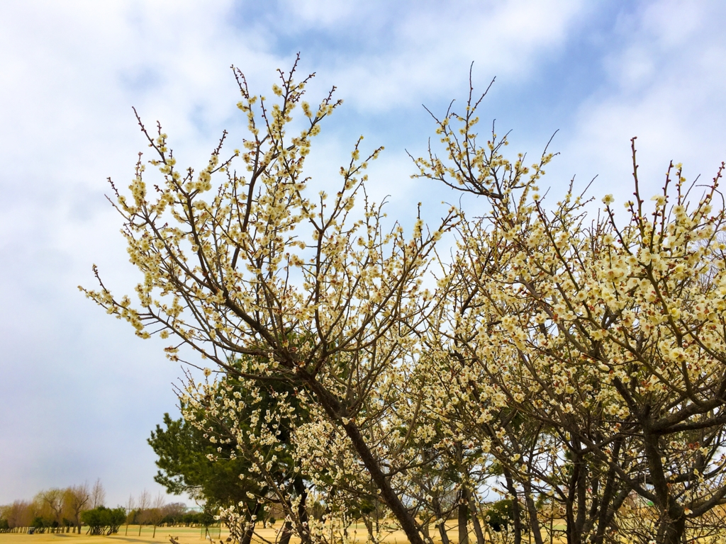 f:id:retarfi:20170308000933j:plain