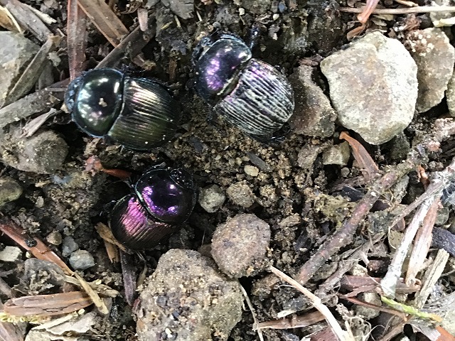 f:id:retire50:20200514154617j:plain f:id:retire50:20200514154617j:plain