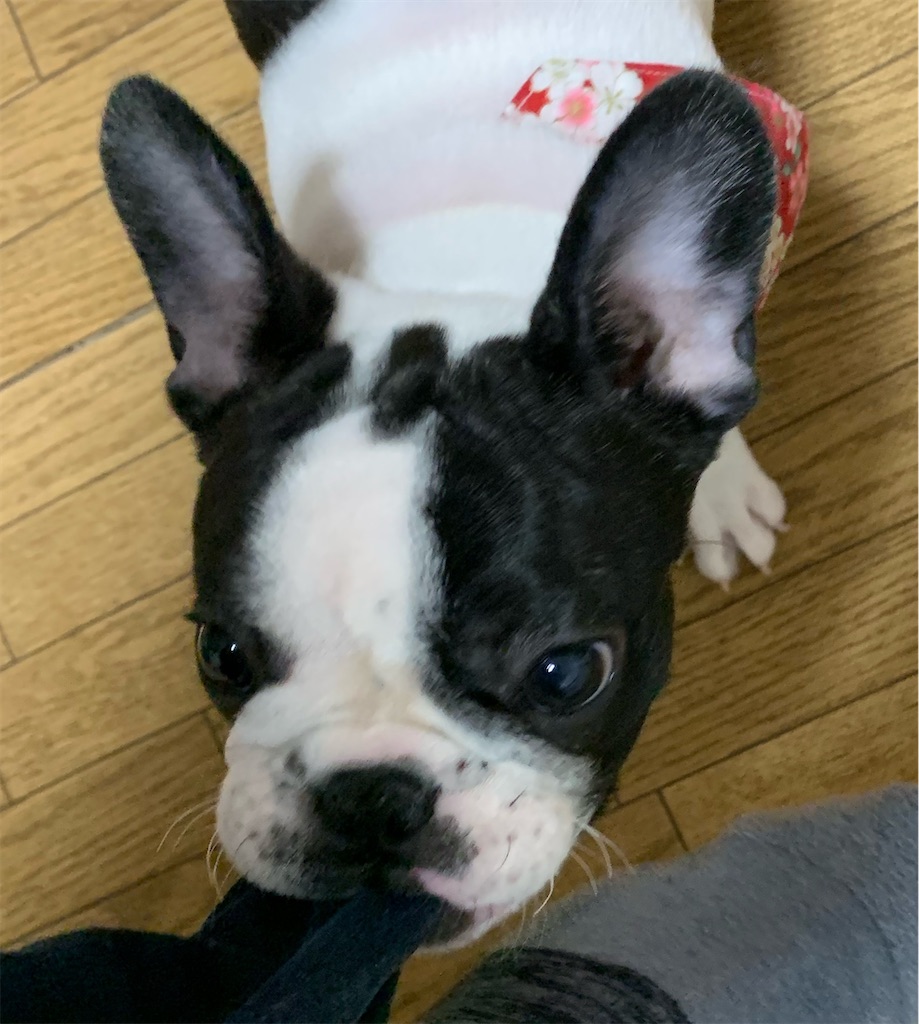 フレンチブルドッグ