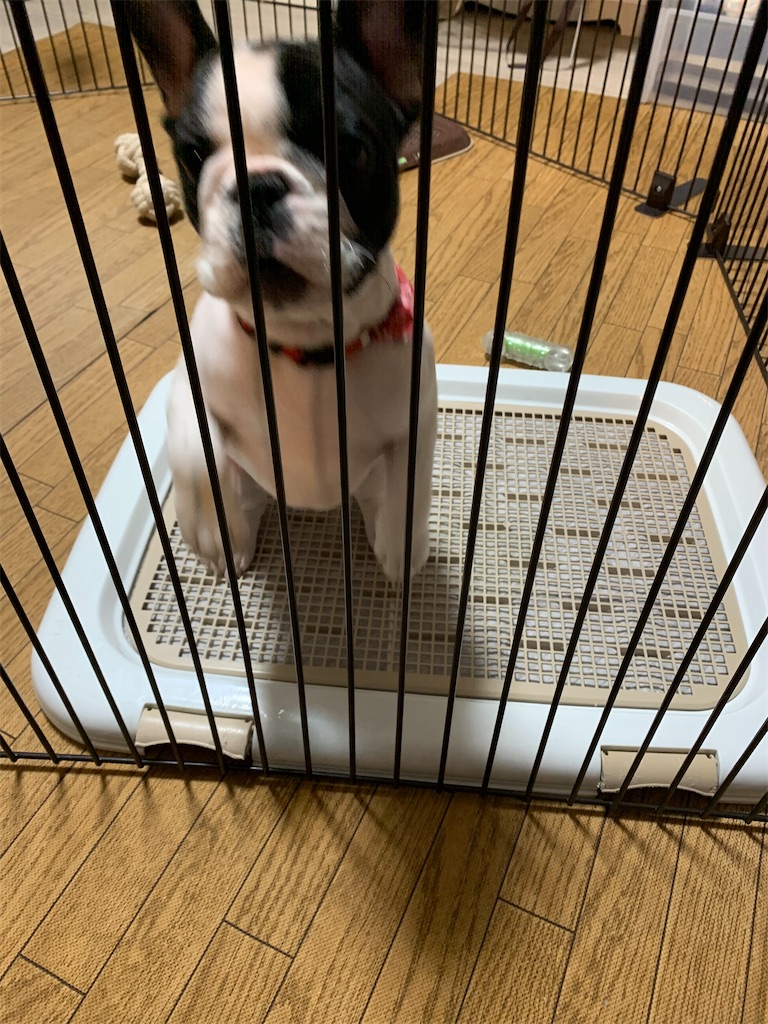 フレンチブルドッグ