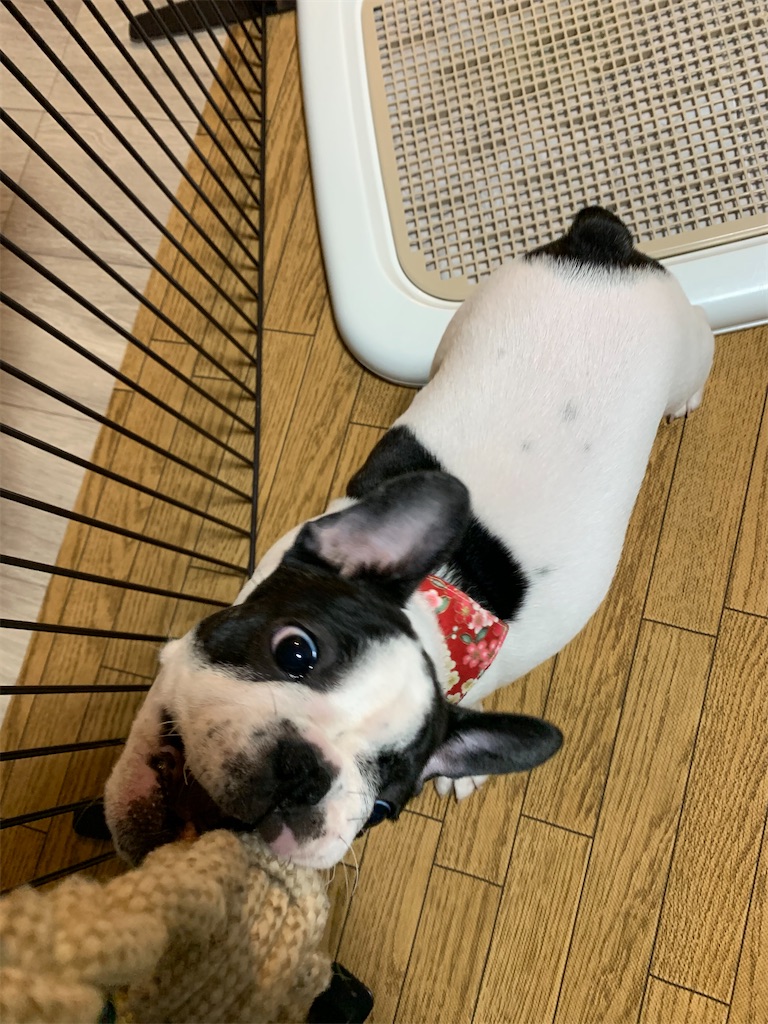 フレンチブルドッグ