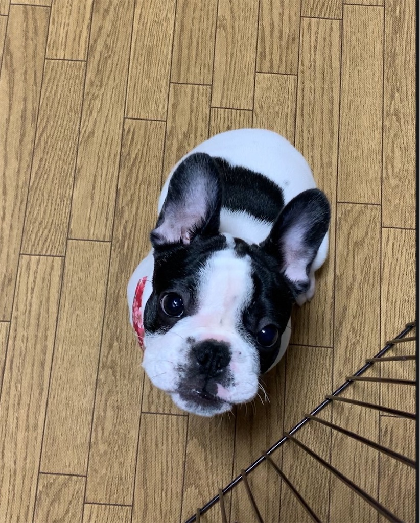 フレンチブルドッグ