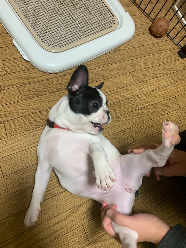 フレンチブルドッグ