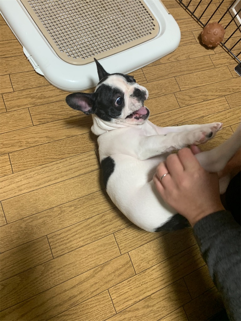 フレンチブルドッグ
