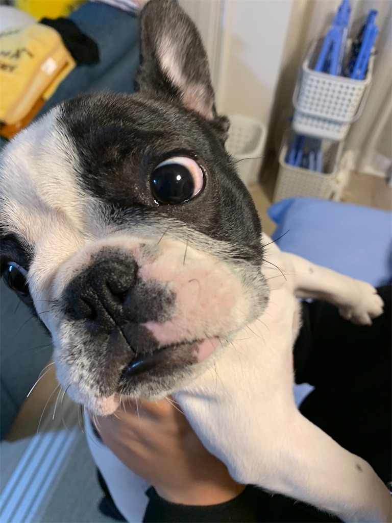 フレンチブルドッグ