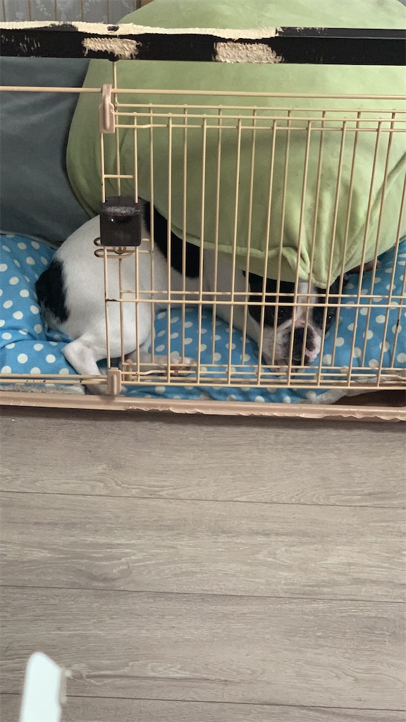 フレンチブルドッグ