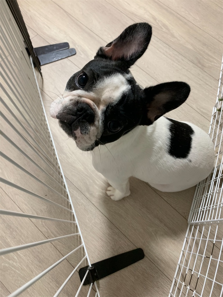 フレンチブルドッグ