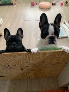 フレンチブルドッグ姉妹