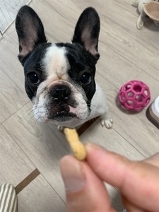 フレンチブルドッグ