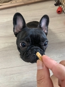 フレンチブルドッグ